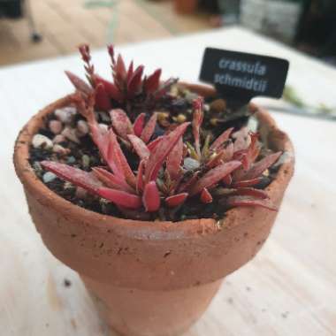 Crassula Schmidtii