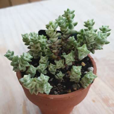 Crassula Tom Thumb Variegata