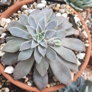 Echeveria Carnicolour