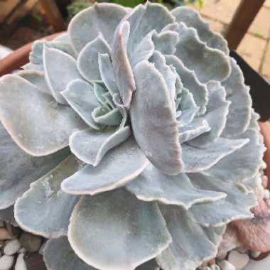 Echeveria Lilacina Monstrose