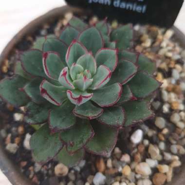 Echeveria Joan Daniel