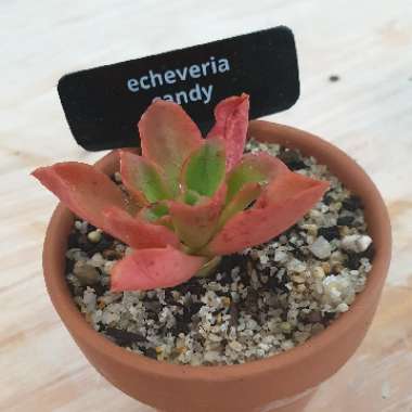 Echeveria Candy