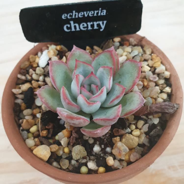 Plant image Echeveria Cherry