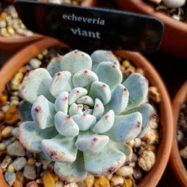 Echeveria Viant