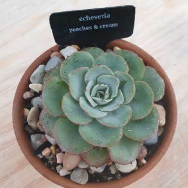 Echeveria Atlantis