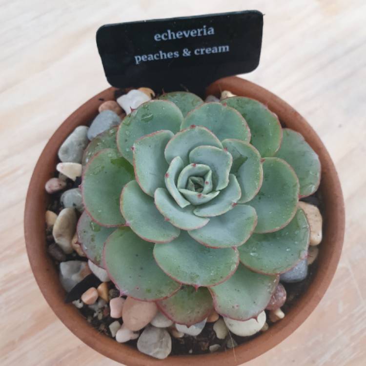 Plant image Echeveria Atlantis