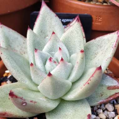 Echeveria Agavoides Ebony