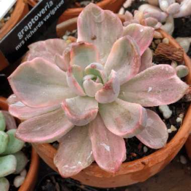 xGraptoveria Mrs Richards Variegata