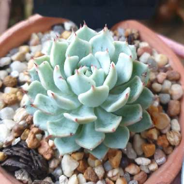 Echeveria Elegans x Lola