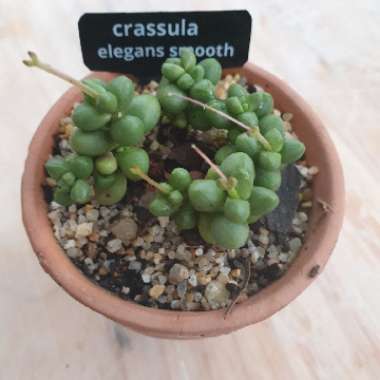 Crassula elegans