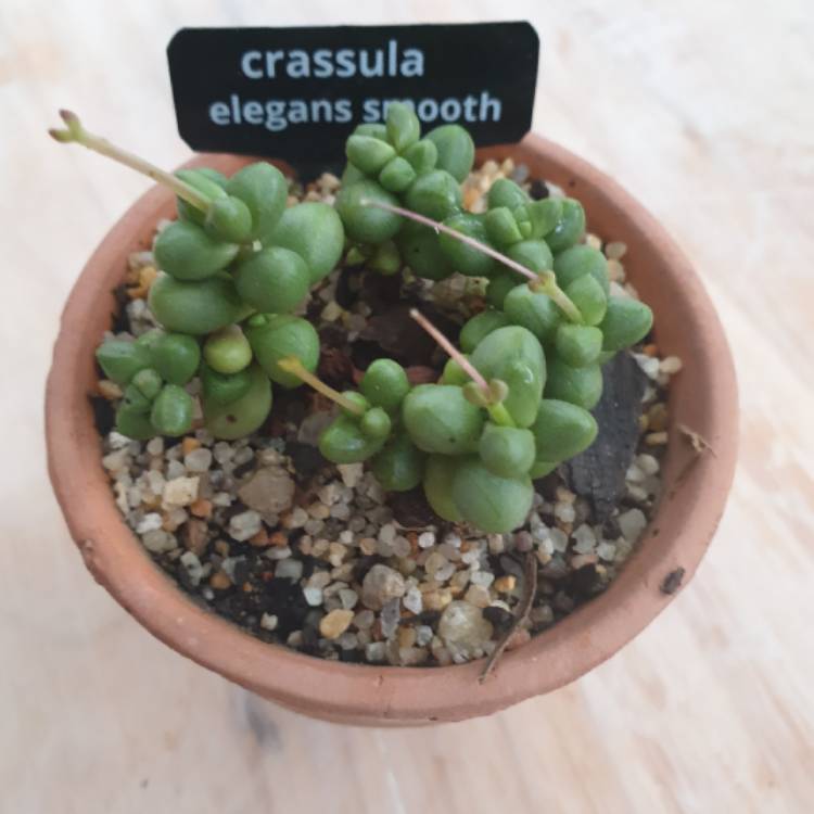 Plant image Crassula elegans