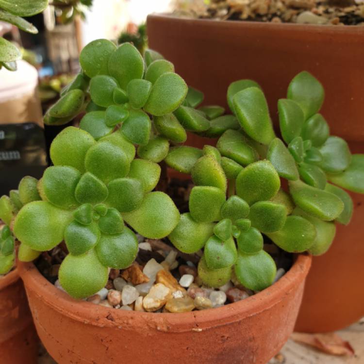 Plant image Aeonium Lindleyi v. Lindleyi