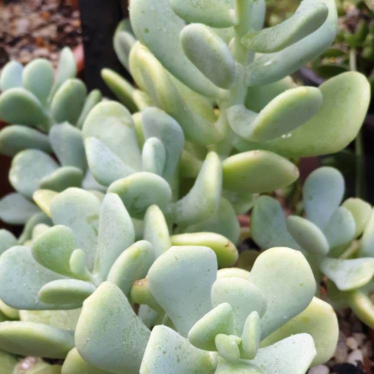 Plant image Sedum Allantoides Goldii