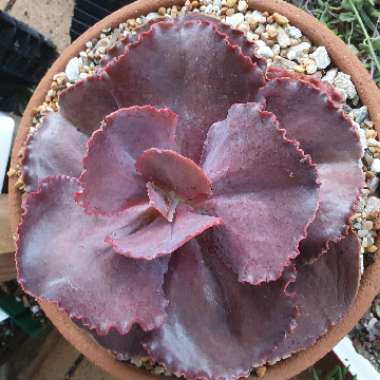 Echeveria Gypsy