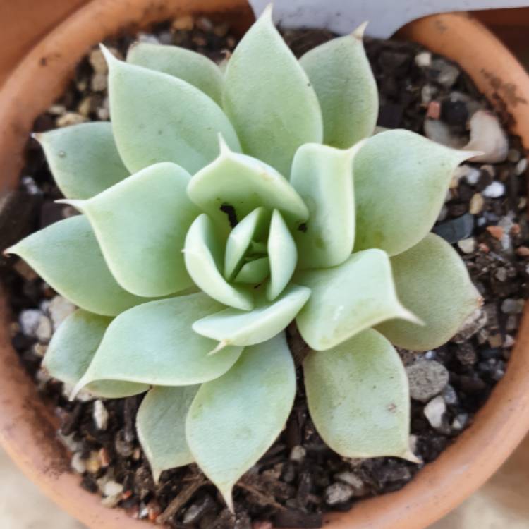 plant image 1304370