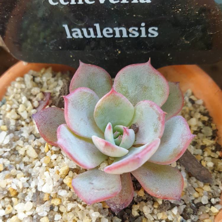 Plant image Echeveria Laurensis