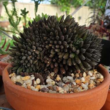 Sinocrassula Yunnanensis Cristata