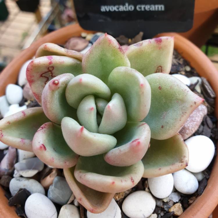 Plant image Echeveria Avocado Cream 