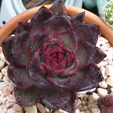 Echeveria Agavoides Blood Maria