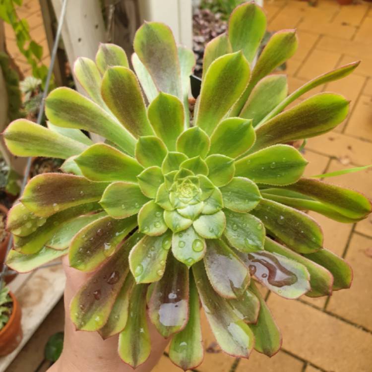 Plant image Aeonium ‘Fiesta'