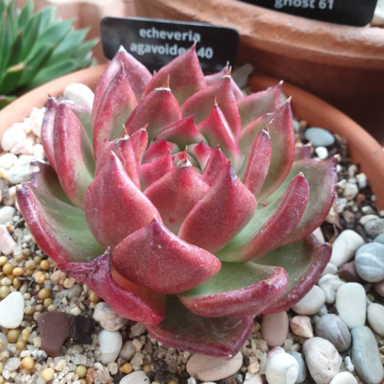 Plant image Echeveria Agavoides Amestro