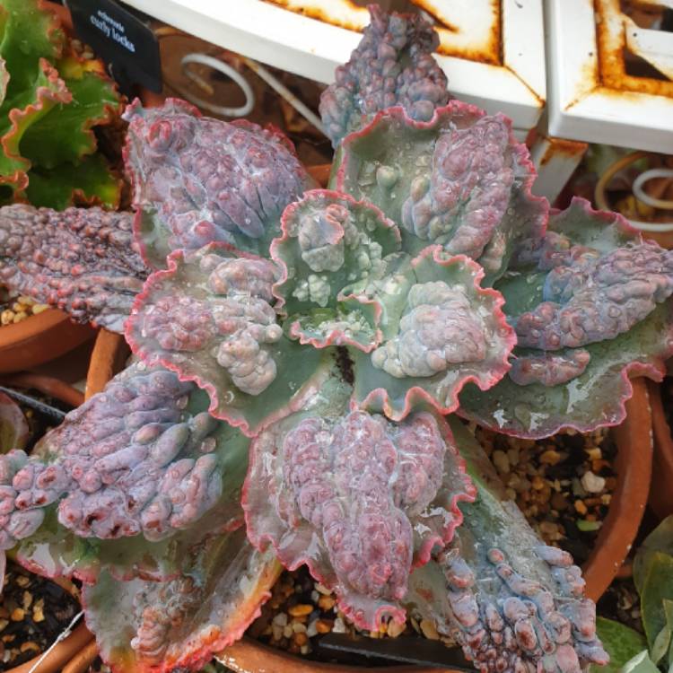 Plant image Echeveria Brocade