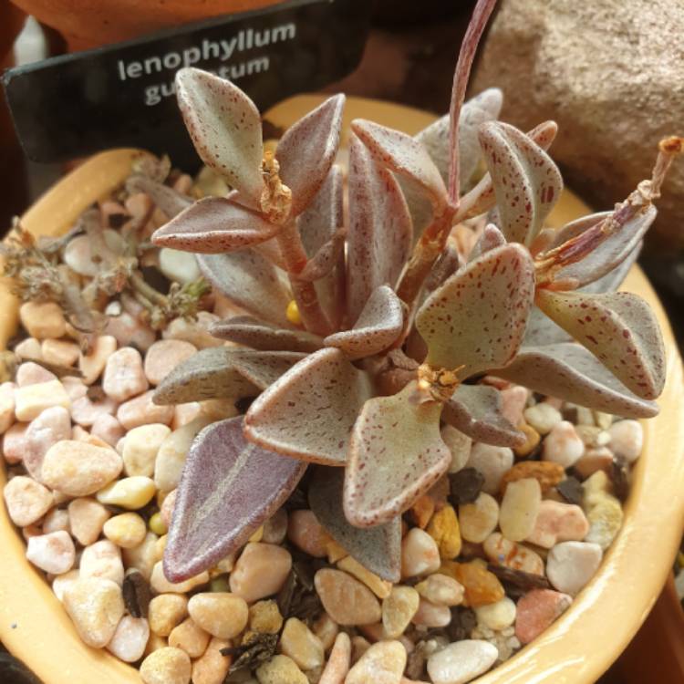 Plant image Lenophyllum Guttatum