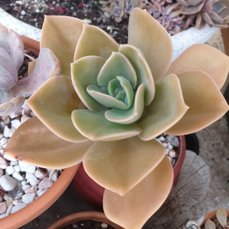 Plant image xGraptoveria David Cumming