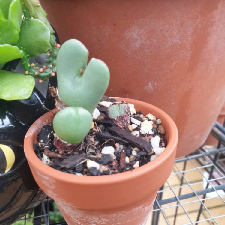 Plant image Conophytum bilobum syn. Derenbergia biloba, Mesembryanthemum bilobum