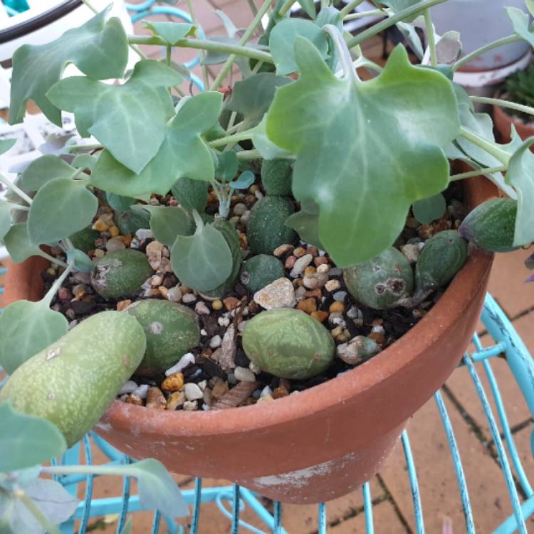 Plant image Senecio articulatus var. globosa