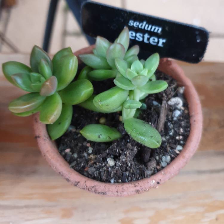 Plant image Sedum Jester