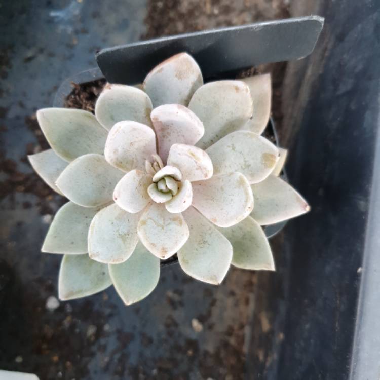 Plant image Graptopetalum Sugar Jelly