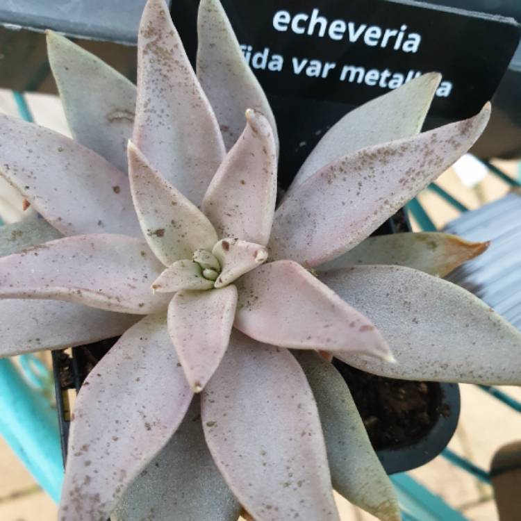 Plant image Echeveria Bifida