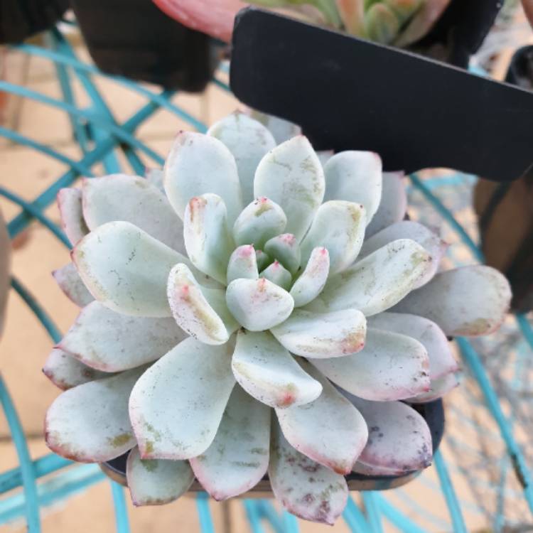 Plant image Echeveria Violet Magic