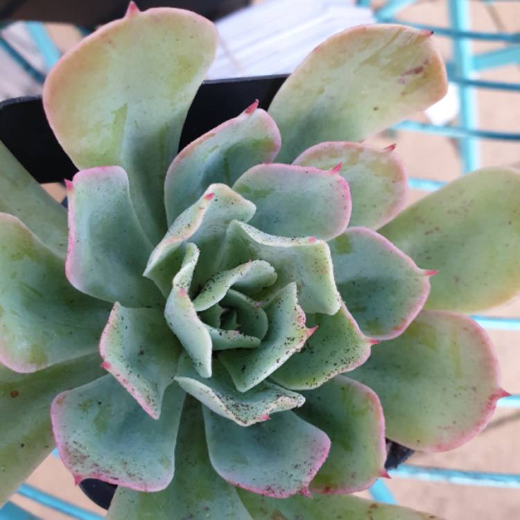 Plant image Echeveria Rainbow Sunset