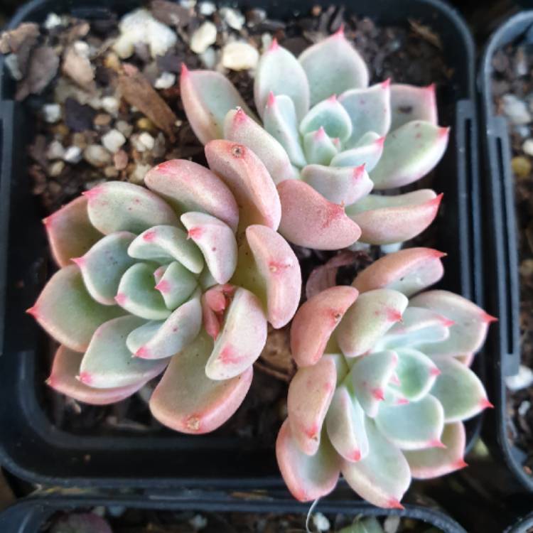 Plant image Echeveria Pretty In Pink