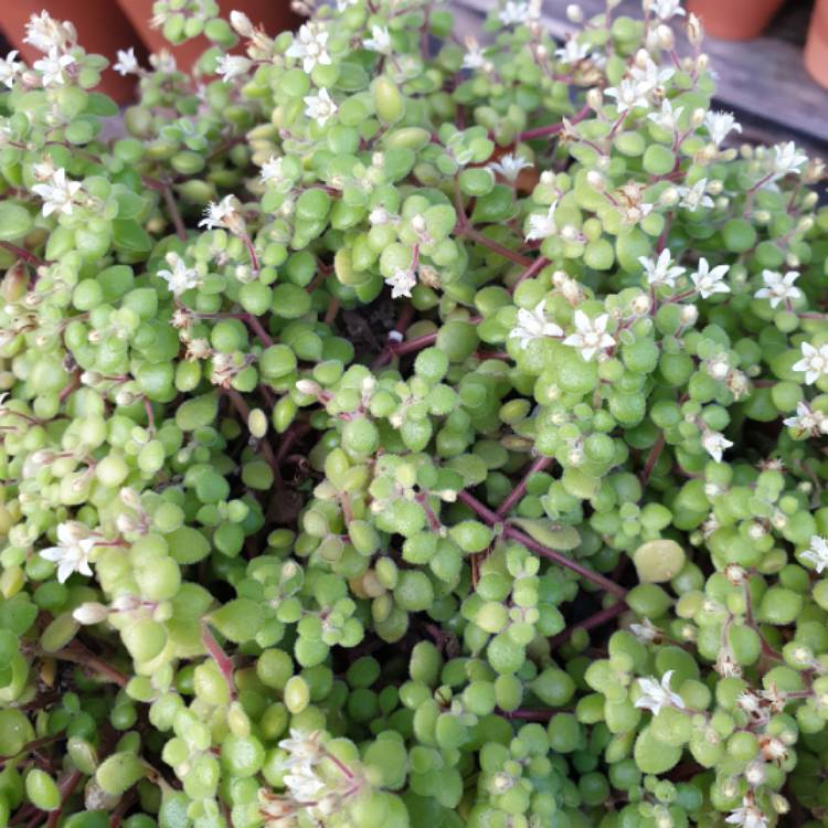 Plant image Crassula expansa subsp. fragilis