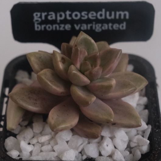 Plant image x Graptosedum Bronze Variegata