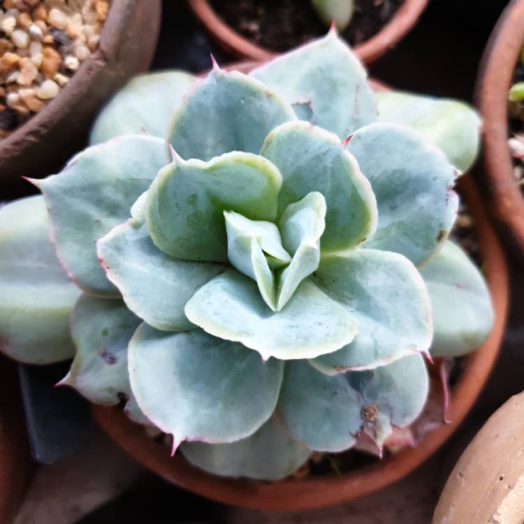 Plant image Echeveria Cloudburst