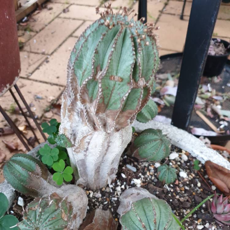 Plant image Euphorbia Obesa Hybrid