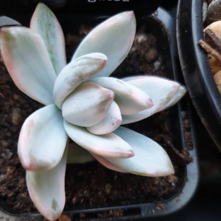 Plant image x Pachyveria Powder Puff Variegated