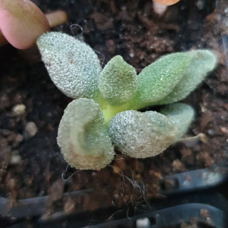 Plant image Adromischus Marianae Alveolatus