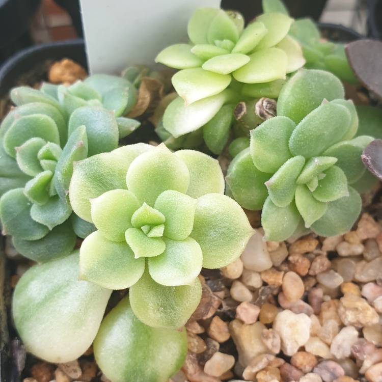 Plant image Echeveria Nicksana variegated