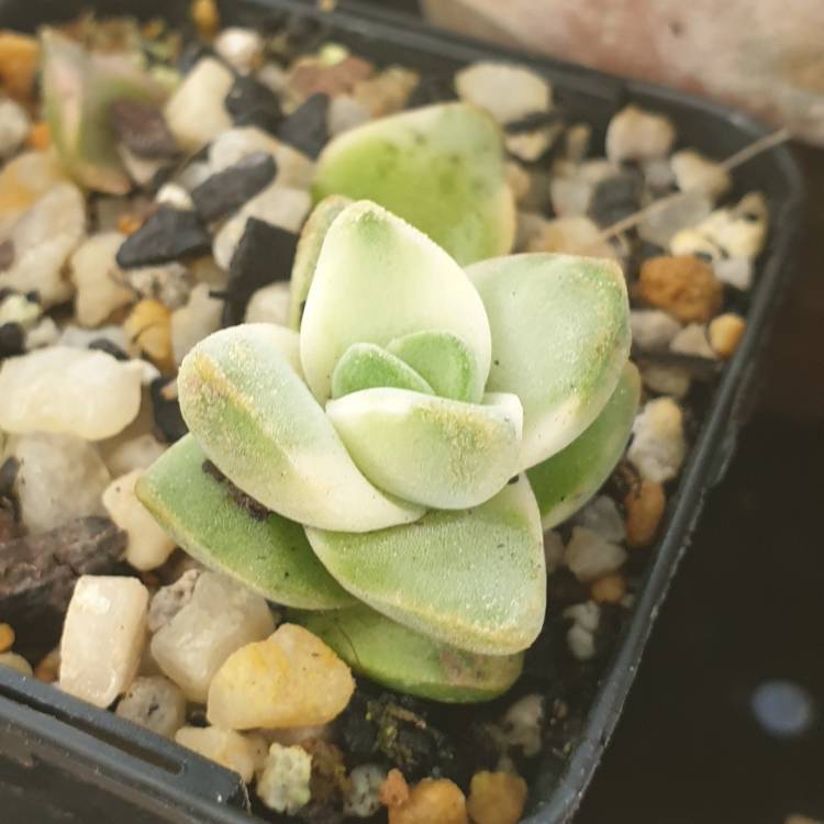 Plant image Crassula Moonglow Variegata