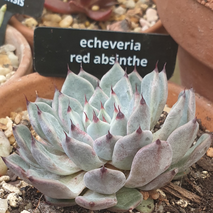 Plant image Echeveria Red Absinthe