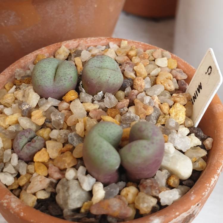 Plant image Conophytum minutum var. nudum 