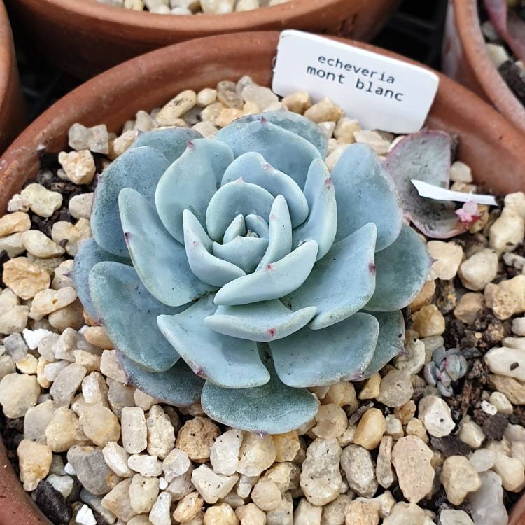 Plant image Echeveria Laui x Atlantis