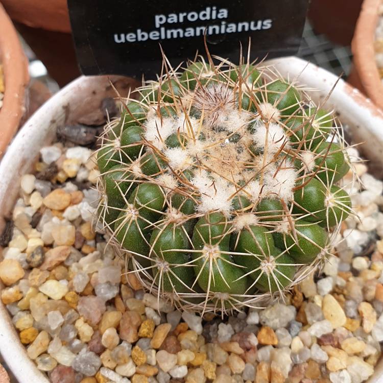 Plant image Notocactus ubelmannianus syn. Parodia werneri