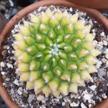 Mammillaria Marksiana Varigated 