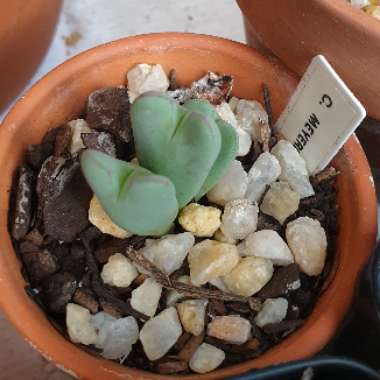 Conophytum Meyeri